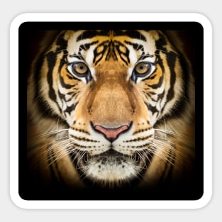 Siberian Tiger Sticker